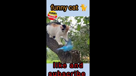 Laugh Time: Watch Absolutely Special Cats Just Like Dogs 🐾