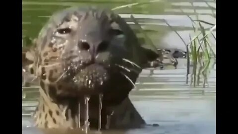 Jaguar dragging caiman from the water -Daily Dose of Nature