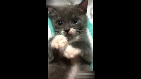 Cats video-Funny and cute cats video-Kittens #16 | PAW Animals
