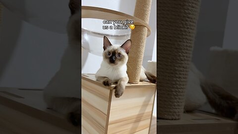 cat blinking 👀 funny cat videos | tofu the siamese cat