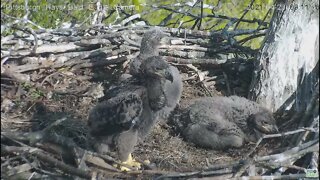 Hays Eaglet H13 stands for a while 1 month old today 2021 04 23 09 26 9:10AM