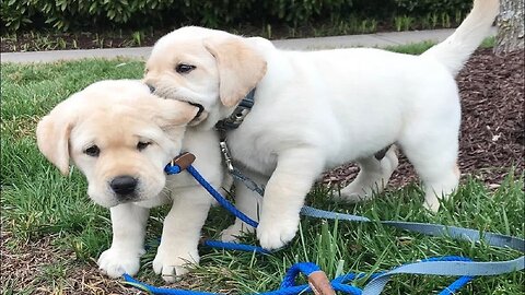 Dog meets Baby for the first time