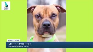 Saweetie the dog is up for adoption at the Baltimore Humane Society