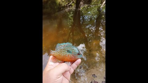 fishing the creeks in a national forest