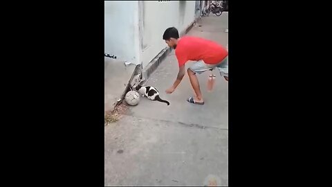 Funny Cats and dogs - Funny Animals Video