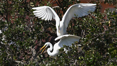 Great Egret Nesting Season in Full Swing