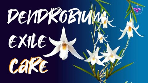 Dendrobium exile CARE | Inorganic Mount | Growth Habit | Fertilizer Requirements | Fragrant
