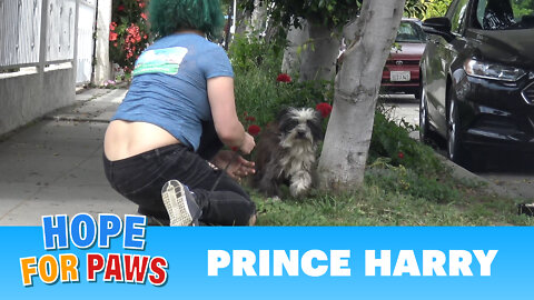 An unexpected rescue of Prince Harry!