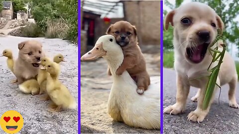 Cuteness Overload! 😍 The Most Lovely Cute Dogs You'll Ever See!