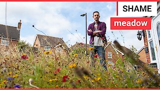 Amateur gardener transforms lawn into meadow