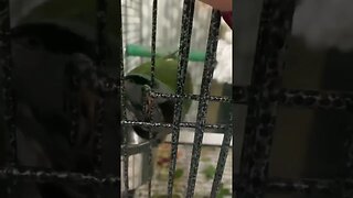 Bird Opens His Own Cage