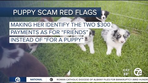 Puppy scams among the top scams of 2022 in metro Detroit