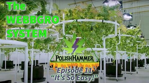 WebbGro System Ep.11 "It's So Easy!" 🕸🌲👽🔨 #WEBBGRO #NORTHGENETICS #SPIDERFARMER DAY61