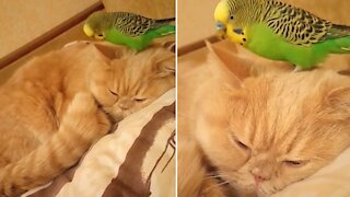 Chill cat totally ignores parrot chewing on his ear