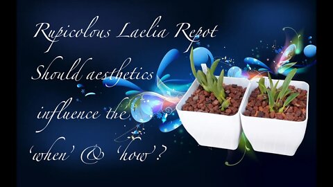 Rupicolous Laelia Repot | SEMI HYDRO SET UP | Pot to match the other rupicolouslaelias