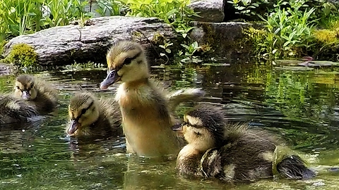 Rescued ducklings' beautiful response to being released on a pond