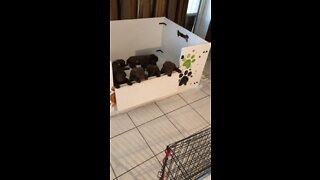 Almost 5 weeks old, feeding time fun!!