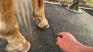 Horsy Hooves, Cat Spanking $ Rabbit Grapes - A Video About Nothing