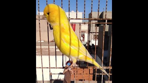 Most Beautiful Yellow Canary _ Yellow canary and its types _ #canary #canarybird