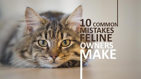 20 Common Mistakes Cat Owners Make