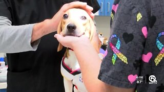 25 rescued beagles arrive in Palm Beach County to be adopted