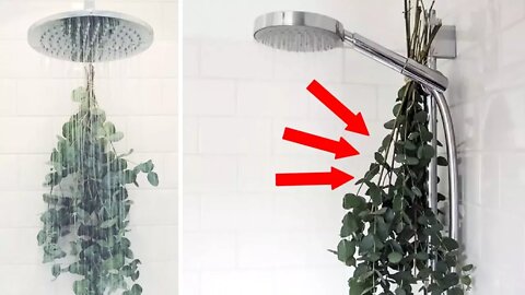 Here's Why You Should Be Hanging Eucalyptus in Your Shower