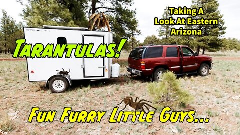Tarantulas!! Traveling and Camping In NE Arizona Before The Fires