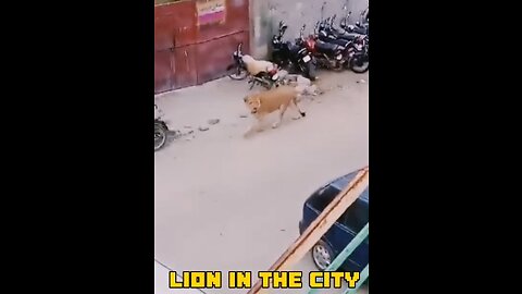 Lion spotted in the City