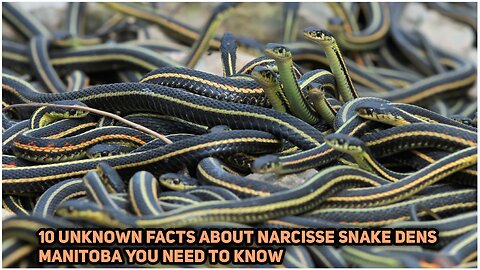 Exploring Narcisse Snake Dens: 10 Fascinating Facts 😱 | Unknown |