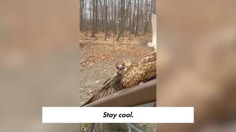 Rescuing this angry hawk was no 'picnic'