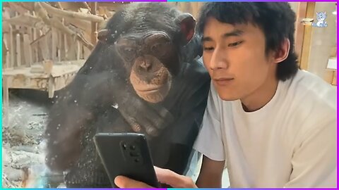 Monkey Obsessed with MAGIC TRICK! FUNNIEST ANIMAL REACTION