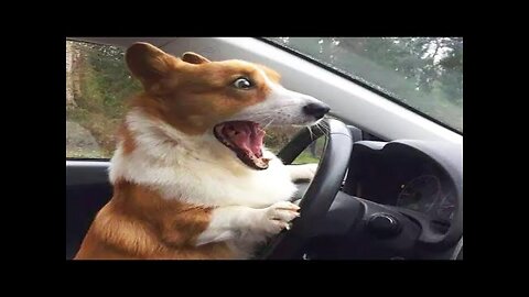 Funny Animals- - Best Of The 2020 Funny Animal Videos