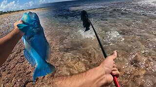 Parrot Fish Catch N Cook With SPEAR