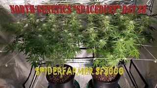 Summer Stock episode 5! #NorthGenetics - Spacedust 👽 #SpiderFarmer sf2000 day 28 DIY CO2 generator