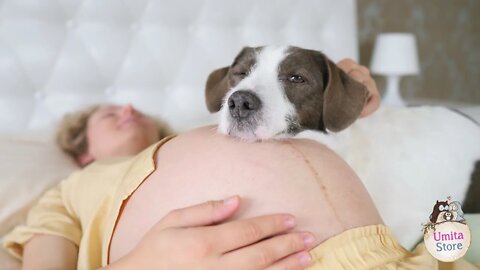 Dogs Reacts and Know when you are Pregnant.