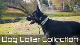 Dog Collar Collection - Dog Gear