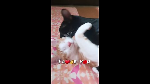 I love you cat lovers cat love #cat #shots #cats #cutecat #cutedog #viralvideos #game #shortvideos