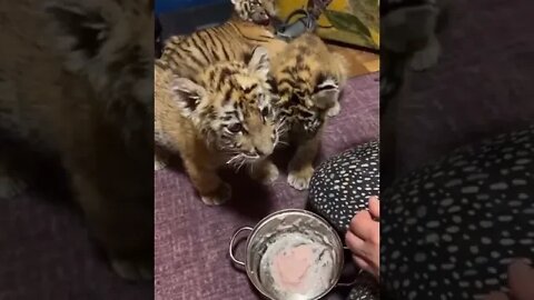 The most cultured tiger cubs in the world! #cute #cubs #tiger #short #shots #virul #virulvideo