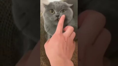 How to comfort an angry cat #funny #shorts #catcute #catvideos #tiktok #Trending #trend