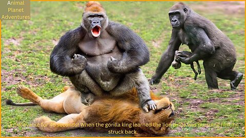 Unbelievable for 45 seconds! When the gorilla king learned the lion pride