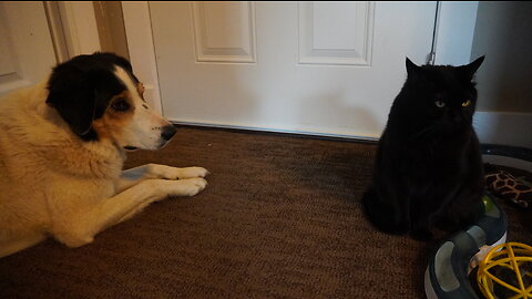 Dog Gains Courage Around Bratty Cat Which Formerly Terrified Her