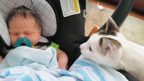 Cats Meeting Babies for the FIRST Time [NEW] Compilation