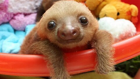 Cute Baby Sloths - A Life Of Leisure