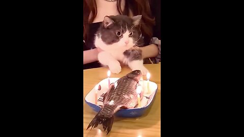 cat saying thanks for her birthday