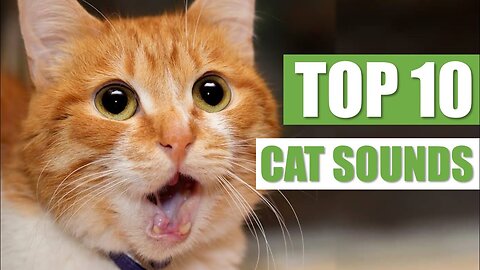 TOP 10 CAT SOUNDS