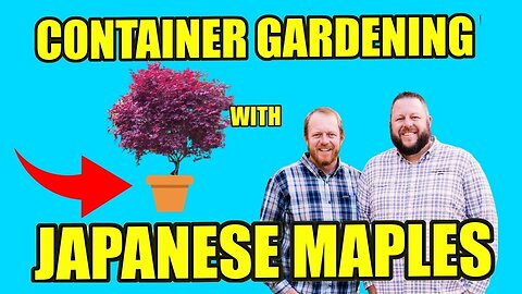 Container Gardening with Japanese Maples | DIY GARDENING | MrMaple Podcast