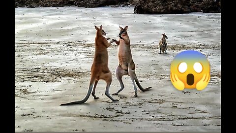 CRAZY 😱 WALLABY FIGHT ON A BEACH 😱