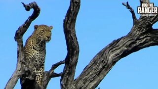 Epic Sighting Of Two Leopards | Archive Footage