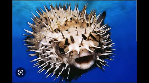 An elderly woman died after they ate a deadly pufferfish for lunch !!!!