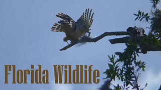 Wildlife at Mead Gardens